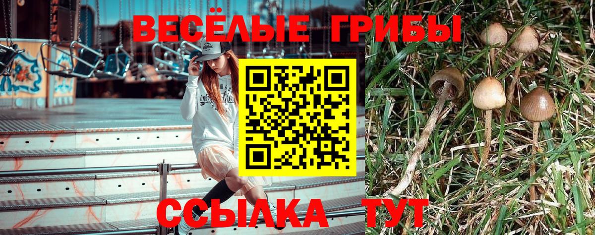 Реутов  Галлюциногенные грибы Cubensis  Вход с VPN 